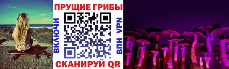 OMG маркетплейс  Бузулук  Галлюциногенные грибы Cubensis 